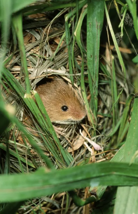 Framed Print : Old World eurasian harvest mouse (Micromys minutus)
