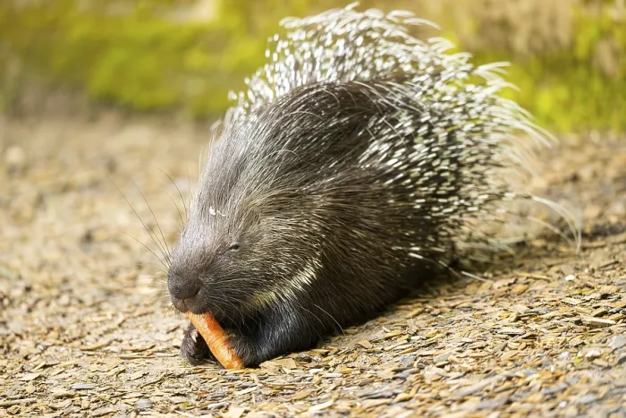 Framed Print : Old World porcupines (Hystrix cristata)
