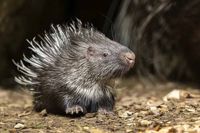Framed Print : Old World porcupines (Hystrix cristata) Framed Print : Old World porcupines (Hystrix cristata)
