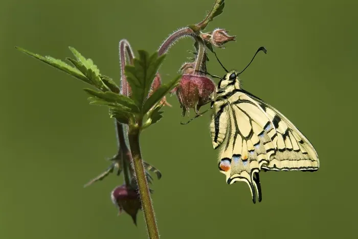 Framed Print : Old World Swallowtail or Common Yellow Swallowtail (Papilio machaon) perched on a flower