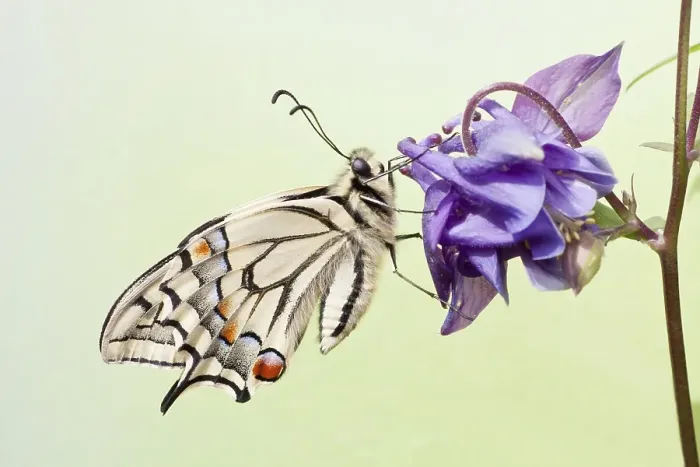 Framed Print : Old World Swallowtail (Papilio machaon) butterfly on a Columbine