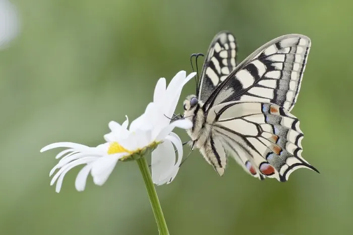 Framed Print : Old World Swallowtail (Papilio machaon) butterfly on a Marguerite