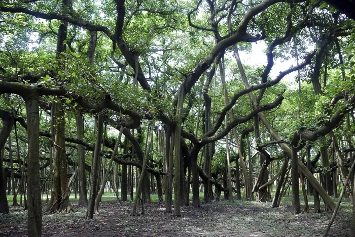 Framed Print : Oldest banyan tree in botanical garden