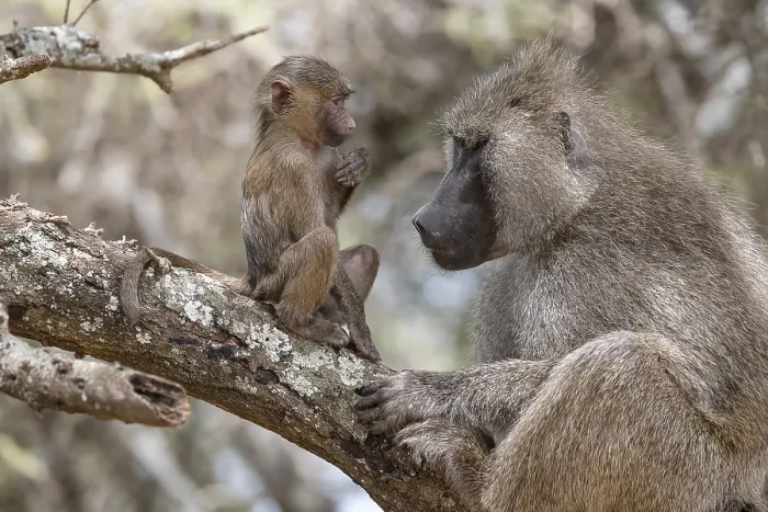 Framed Print : Olive baboon (Papio anubis), juvenile