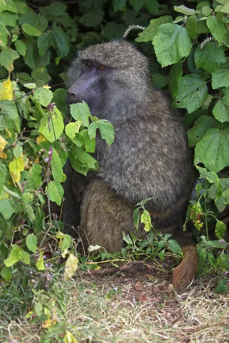 Framed Print : An olive baboon (Papio anubis) sitting in the bushes Framed Print : An olive baboon (Papio anubis) sitting in the bushes