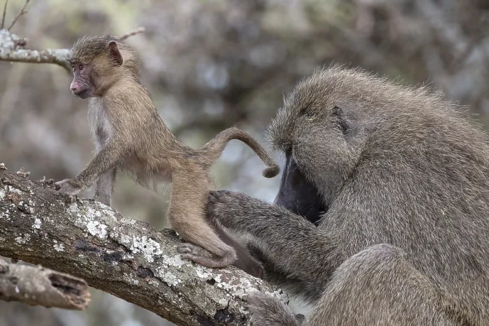 Framed Print : Olive baboon (Papio anubis), young animal being deloused Framed Print : Olive baboon (Papio anubis), young animal being deloused
