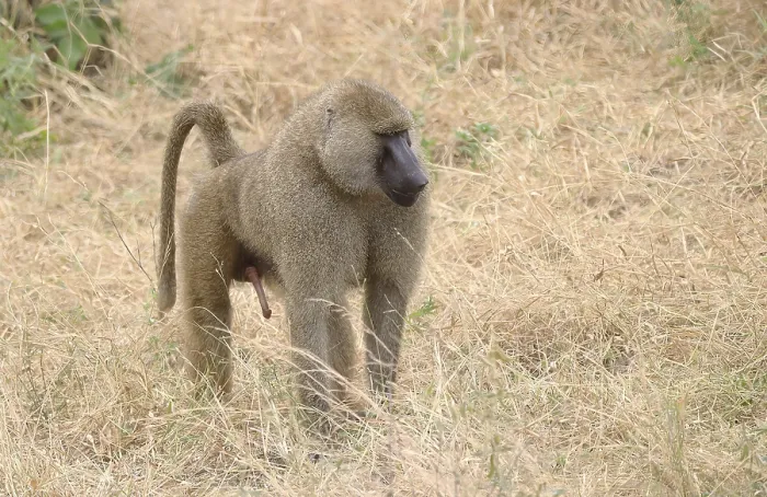 Framed Print : Olive Baboons (papio anubis) in Tarangire National Park Framed Print : Olive Baboons (papio anubis) in Tarangire National Park