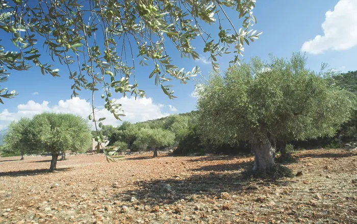 Framed Print : Olive branches on foreground. Olive plantation