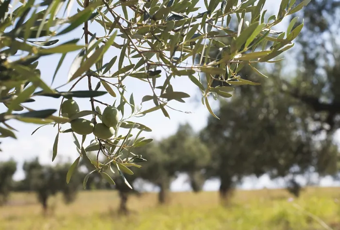 Framed Print : Olive branches on foreground. Olive plantation