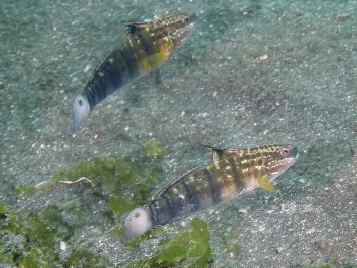 Framed Print : Two olive-green striped fish, dredge gobius (Amblygobius phalaena)
