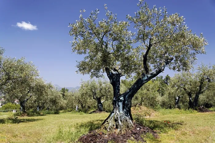 Framed Print : Olive grove
