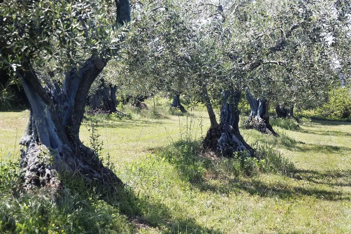Framed Print : Olive grove