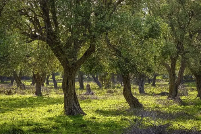 Framed Print : Olive grove, Borsh, Albanian Riviera Framed Print : Olive grove, Borsh, Albanian Riviera