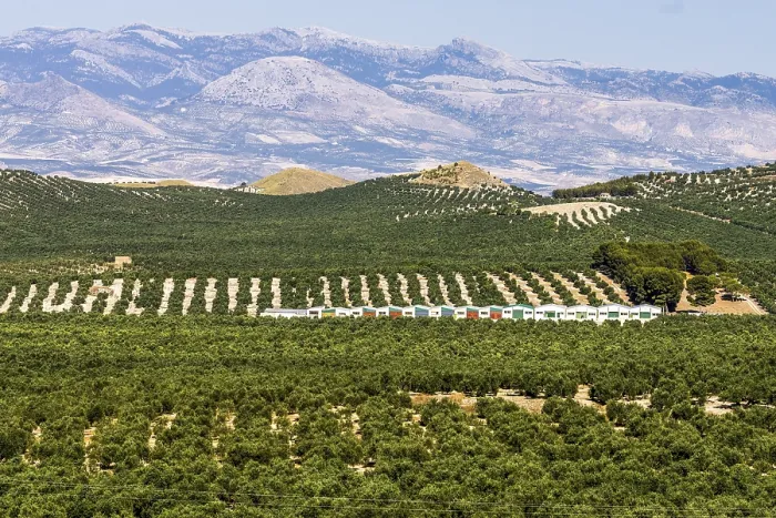 Framed Print : Olive grove in the hills of Ubeda
