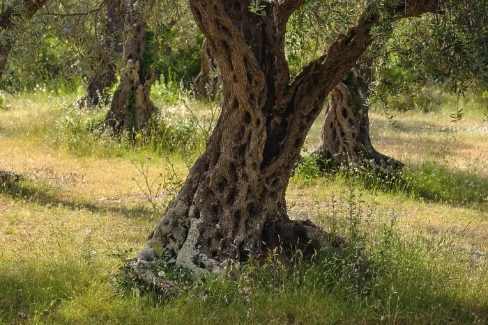 Framed Print : Olive grove, Lustica peninsula, Montenegro