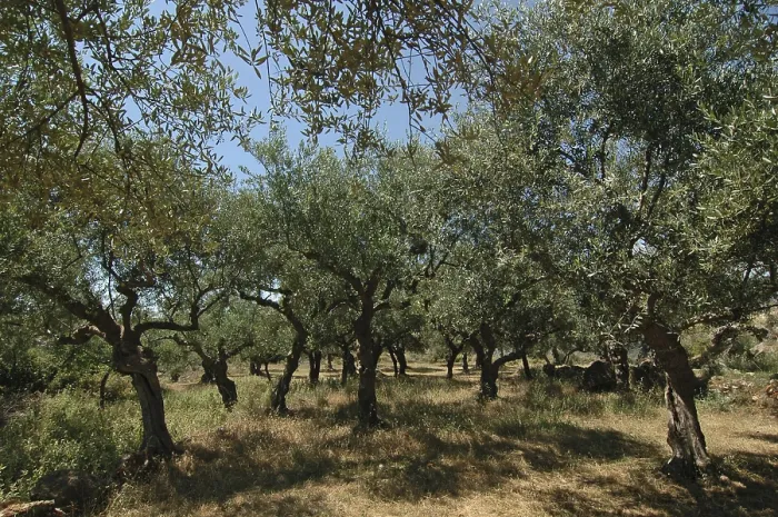 Framed Print : Olive grove in Mani, Peloponnese