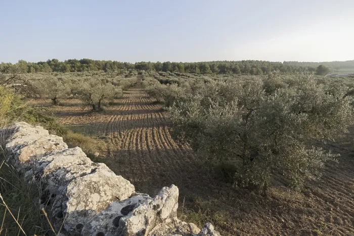 Framed Print : Olive grove (Olea europaea)