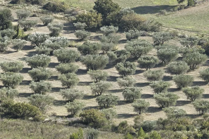 Framed Print : Olive grove (Olea europaea)