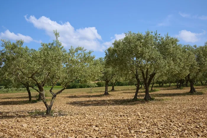 Framed Print : Olive grove (Olea europaea), in summer Framed Print : Olive grove (Olea europaea), in summer