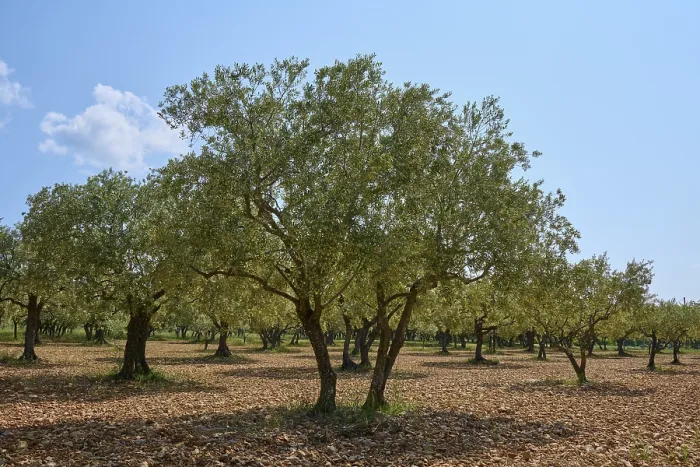 Framed Print : Olive grove (Olea europaea), in summer