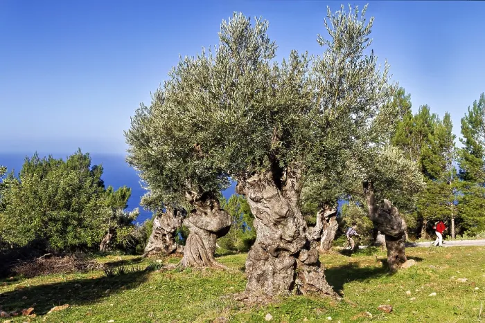 Framed Print : Olive grove with twisted trunks under a clear blue sky on a sunny day