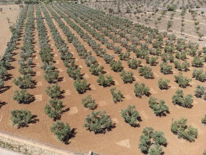 Framed Print : Olive grove on the way to L'Aguila