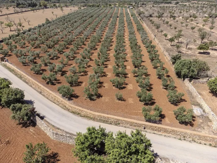 Framed Print : Olive grove on the way to L'Aguila Framed Print : Olive grove on the way to L'Aguila