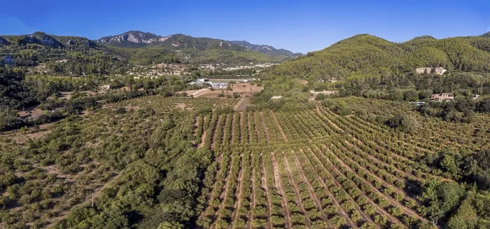Framed Print : Olive groves of Son Quint aerial view