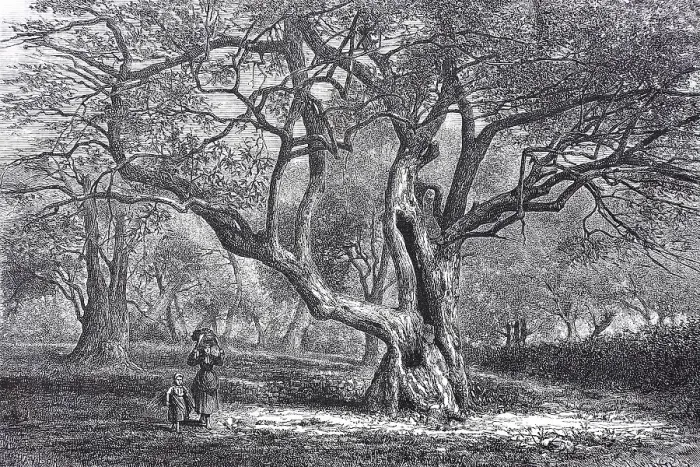 Framed Print : Olive harvest in Menton