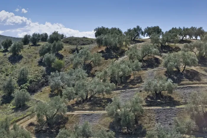Framed Print : Olive (Olea europaea) grove, Andalusia