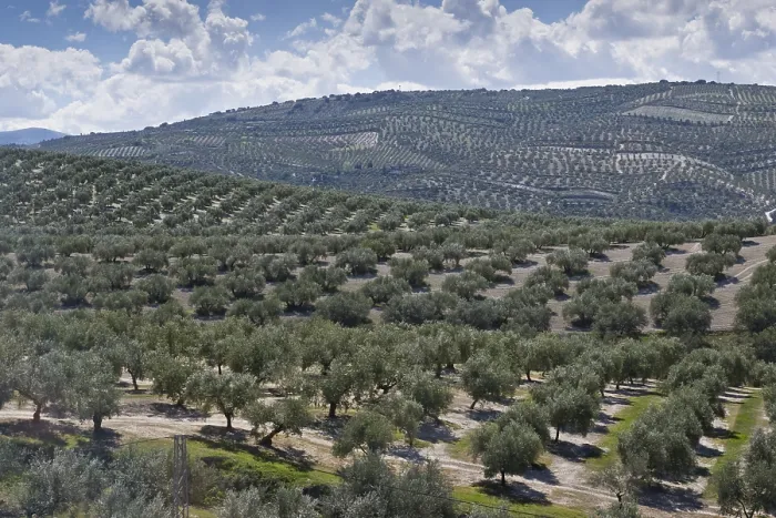 Framed Print : Olive (Olea europaea) grove, Andalusia
