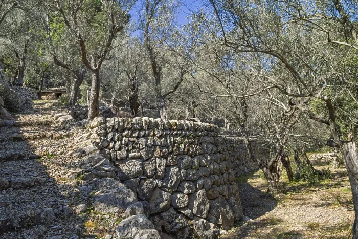 Framed Print : Olive orchard with old stone terraces on a slope a sunny summer day in the countryside