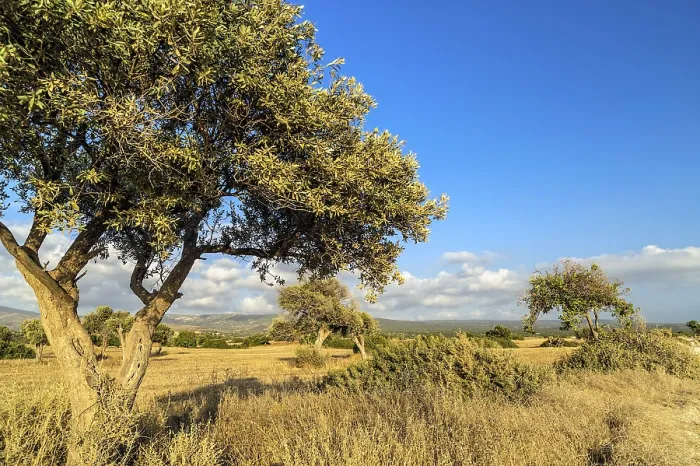 Framed Print : Olive tree on drought meadow