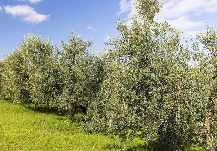 Framed Print : Olive tree (Olea europaea) in an olive grove