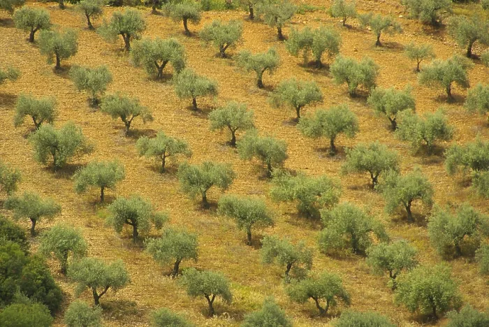 Framed Print : Olive tree, olive tree