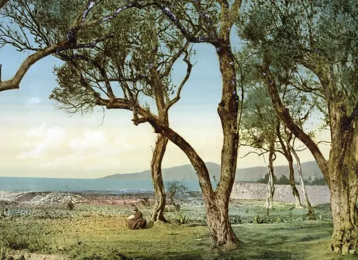 Framed Print : Olive trees, Menton on the Riviera Framed Print : Olive trees, Menton on the Riviera