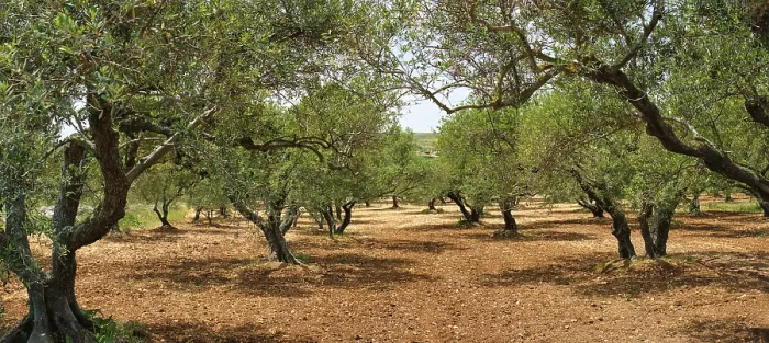 Framed Print : Olive trees (Olea europaea) grove in Crete Framed Print : Olive trees (Olea europaea) grove in Crete