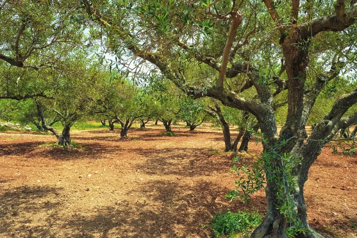Framed Print : Olive trees (Olea europaea) grove in Crete