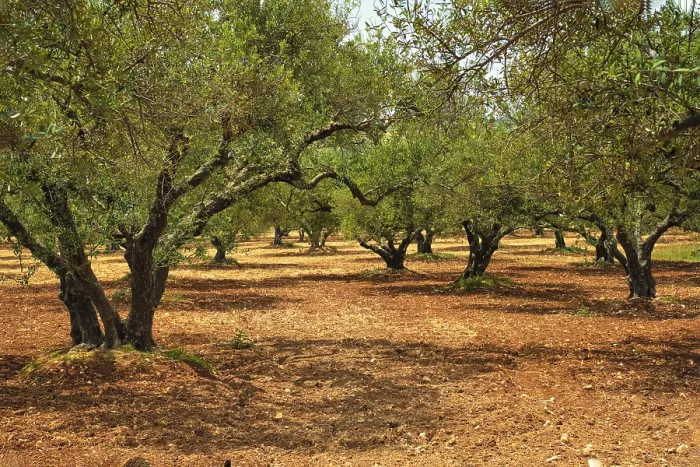 Framed Print : Olive trees (Olea europaea) grove in Crete Framed Print : Olive trees (Olea europaea) grove in Crete