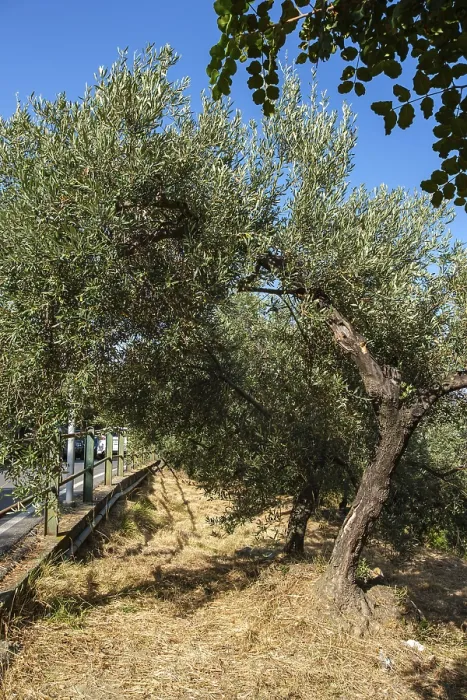 Framed Print : Olive trees in an olive grove in the village of Rollo