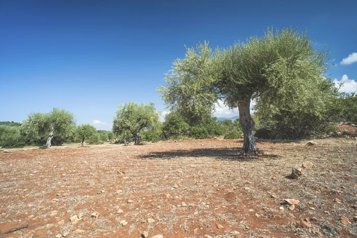 Framed Print : Olive trees in plantation. Agricultural land