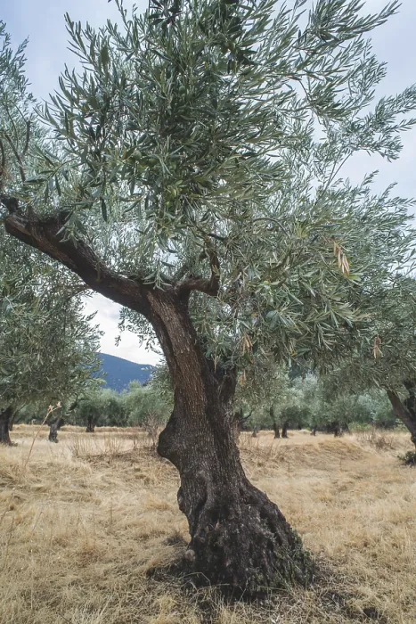 Framed Print : Olive trees in plantation. Agricultural land Framed Print : Olive trees in plantation. Agricultural land