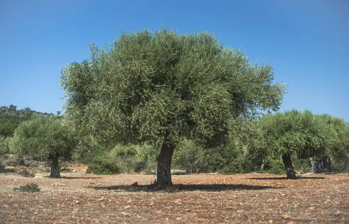 Framed Print : Olive trees in plantation. Agricultural land