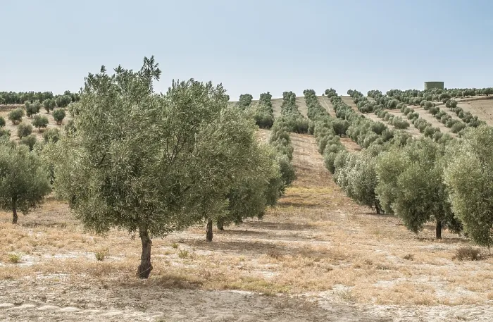 Framed Print : Olive trees in a row. Olive plantation Framed Print : Olive trees in a row. Olive plantation