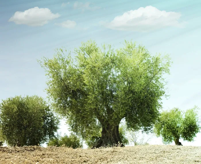 Framed Print : Olive trees in a row. Plantation and cloudy sky
