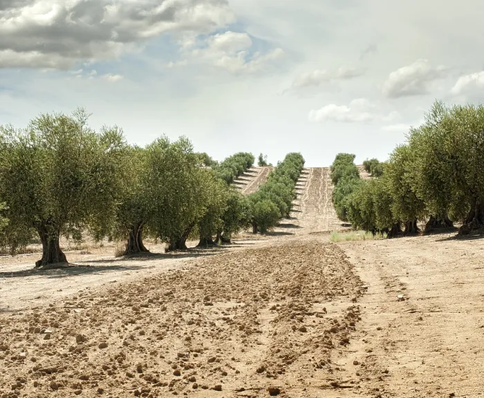 Framed Print : Olive trees in a row. Plantation and cloudy sky