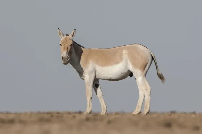 Framed Print : Onager or Asiatic wild ass (Equus hemionus) Framed Print : Onager or Asiatic wild ass (Equus hemionus)