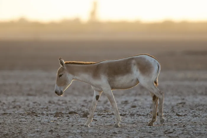 Framed Print : Onager or Asiatic wild ass (Equus hemionus)