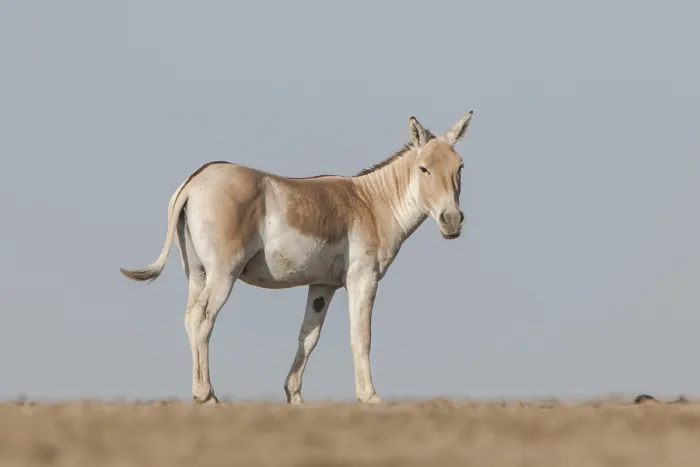Framed Print : Onager or Asiatic wild ass (Equus hemionus)