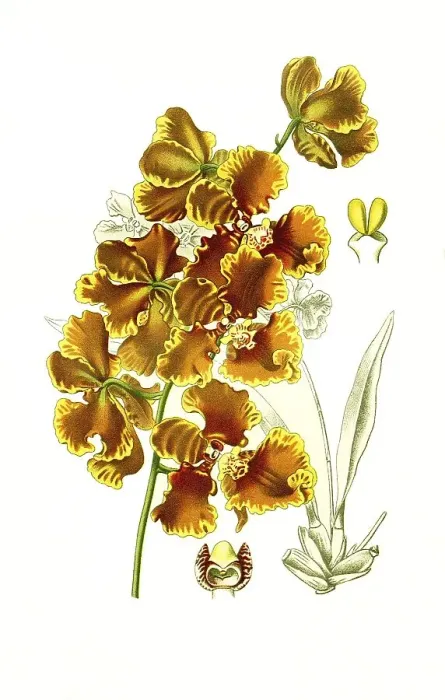 Framed Print : Oncidium forbesii, orchid, orchid Framed Print : Oncidium forbesii, orchid, orchid